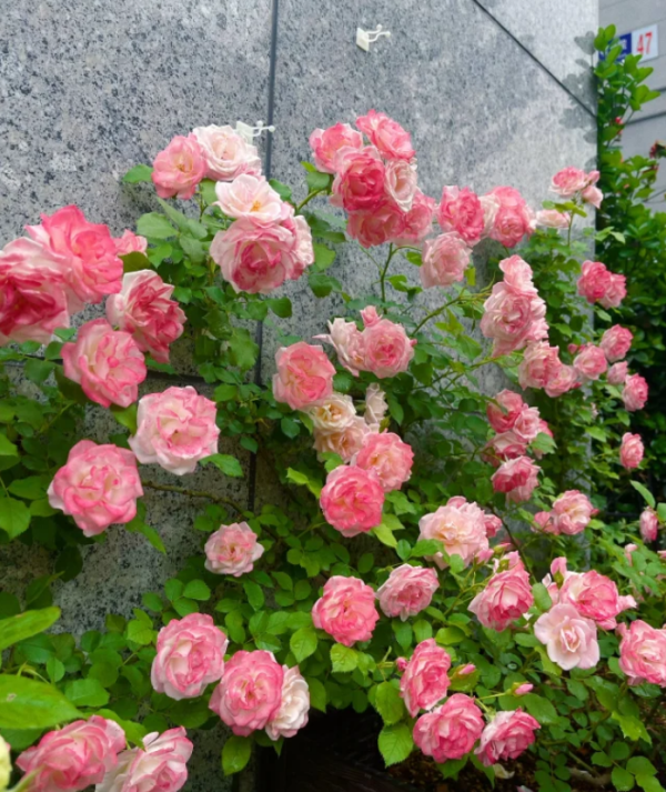 Sakuragasumi CL Rose丨Your roses