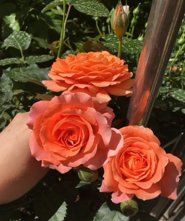 Saturnus King Terrazza Rose丨Your roses