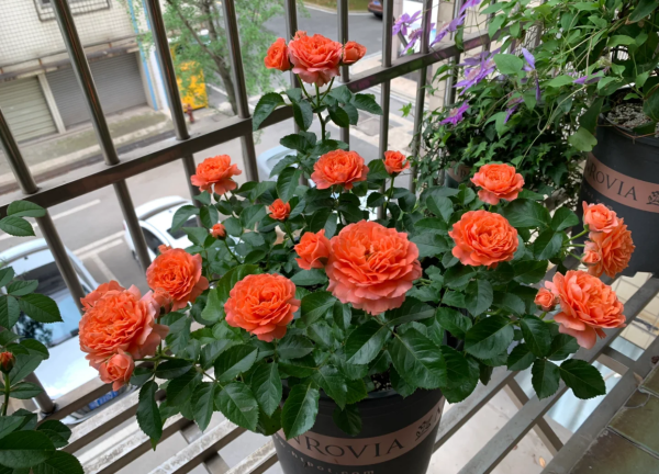 Saturnus King Terrazza Roses