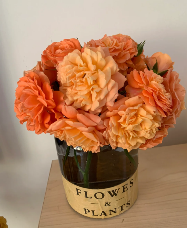 Saturnus King Terrazza Rose bush丨Your roses