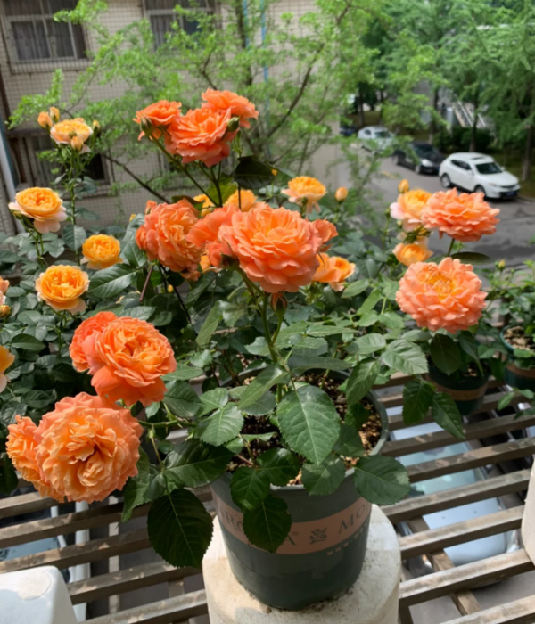 Saturnus King Terrazza Rose Plant丨Your roses