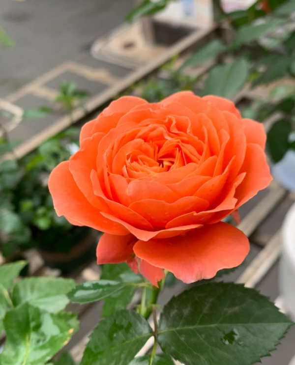 Saturnus King Terrazza Rose for sale丨Your roses