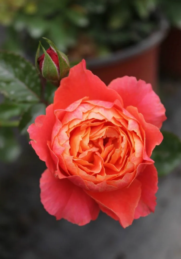 Rose Saturnus King Terrazza丨Your roses