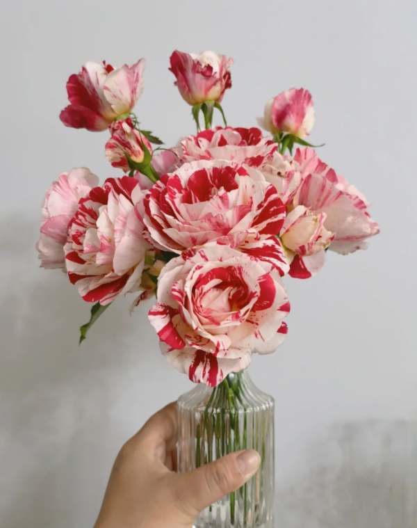 Rose Scentimental丨Your roses