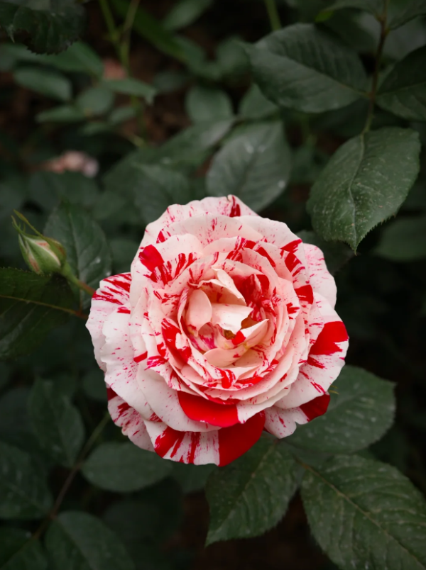 Scentimental Rose bush丨Your roses