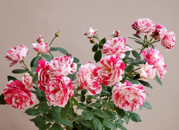Scentimental Rose Plant丨Your roses