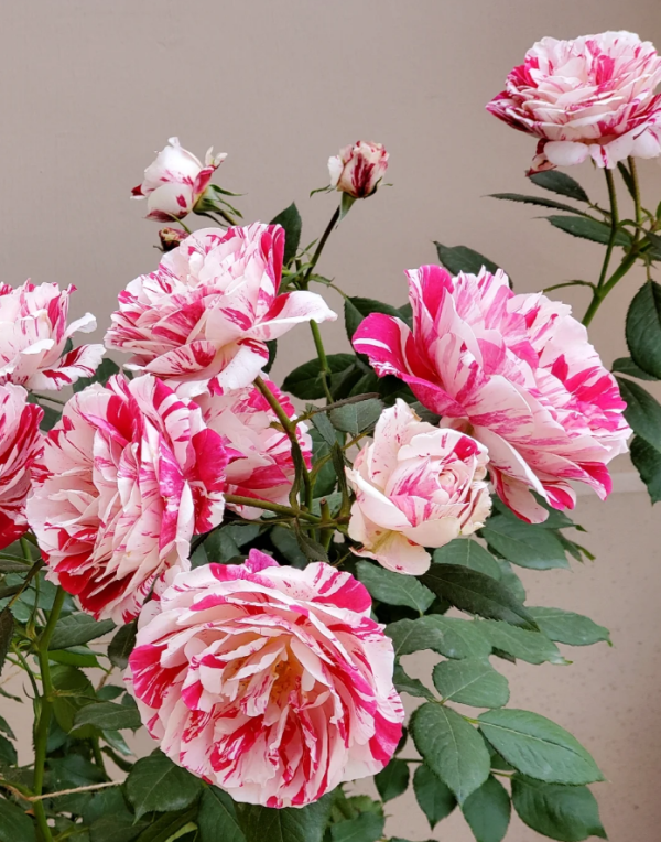 Scentimental Rose丨Your roses