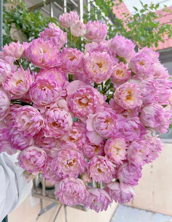 Sea Anemone Roses丨Your roses