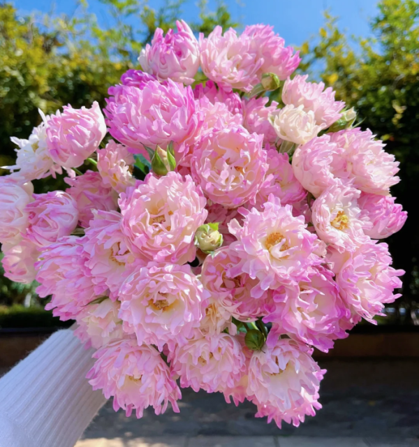 Sea Anemone Rose丨Your roses