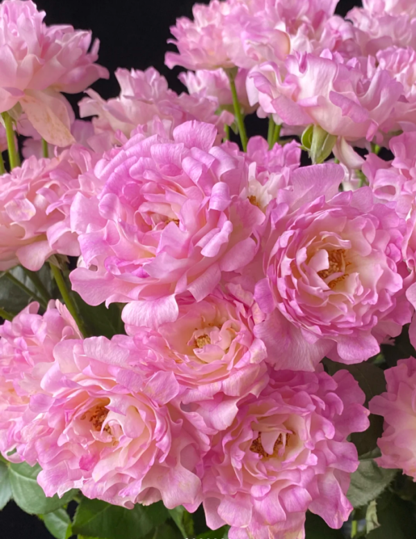 Sea Anemone Rose Plant丨Your roses