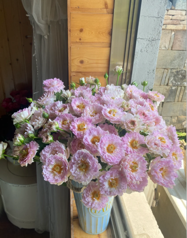 Sea Anemone Rose for sale丨Your roses