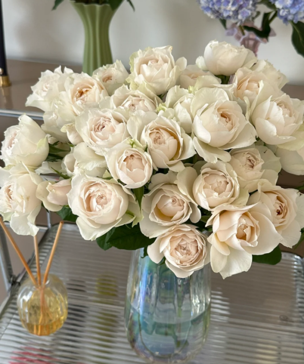 Shades of Beige Rose plant丨Your roses