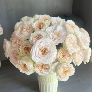 Shades of Beige Rose丨Your roses