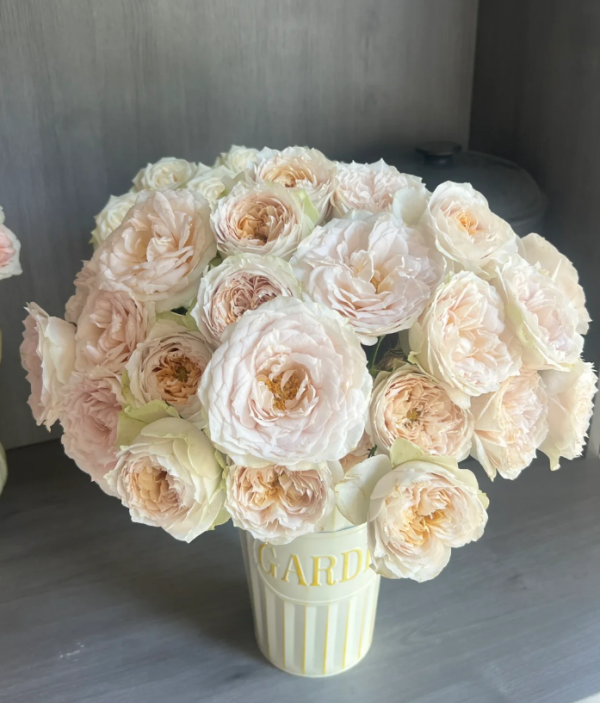 Shades of Beige Rose丨Your roses