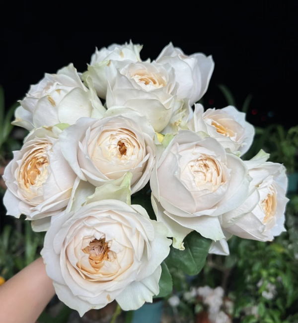 Shades of Beige Rose for sale丨Your roses