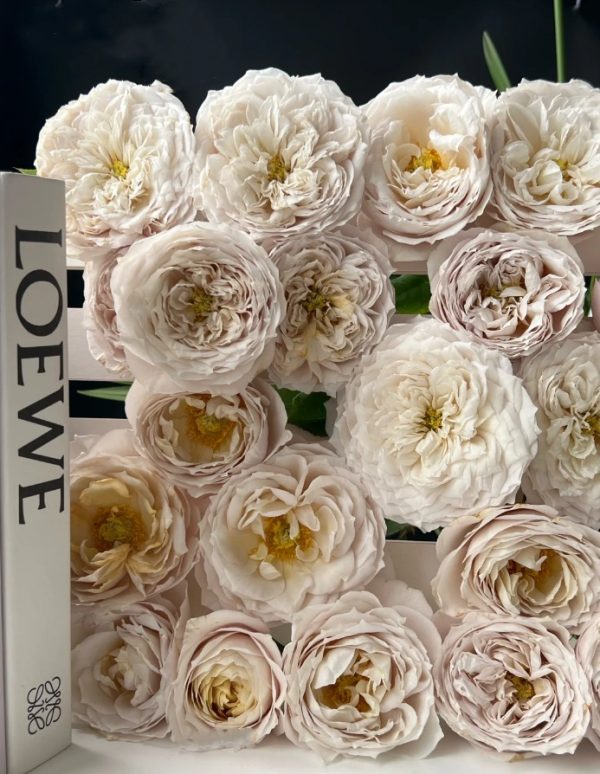 Shades of Beige Roses丨Your roses