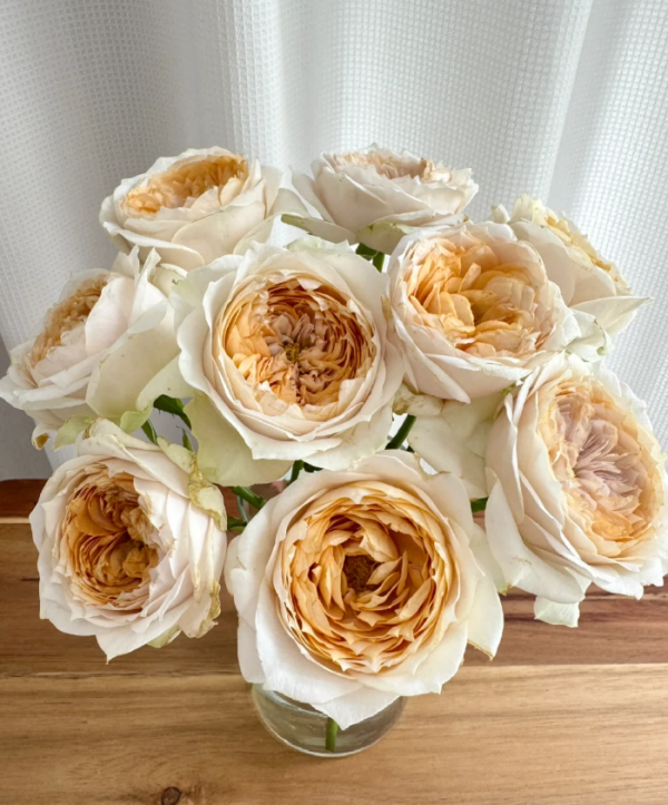 Shades of Beige Rose丨Your roses
