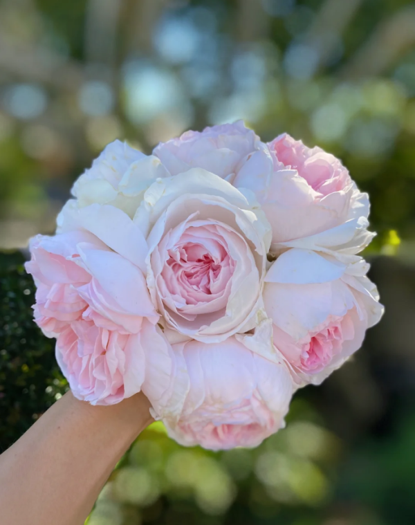Rose Sharifa Asma丨Your roses