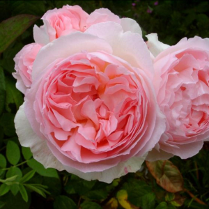 Sharifa Asma Rose丨Your roses