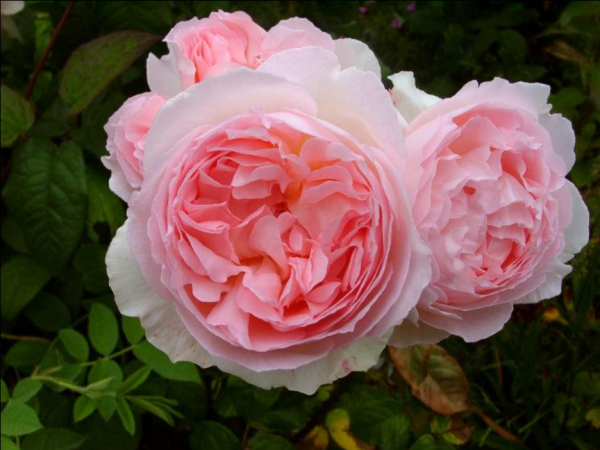 Sharifa Asma Rose丨Your roses
