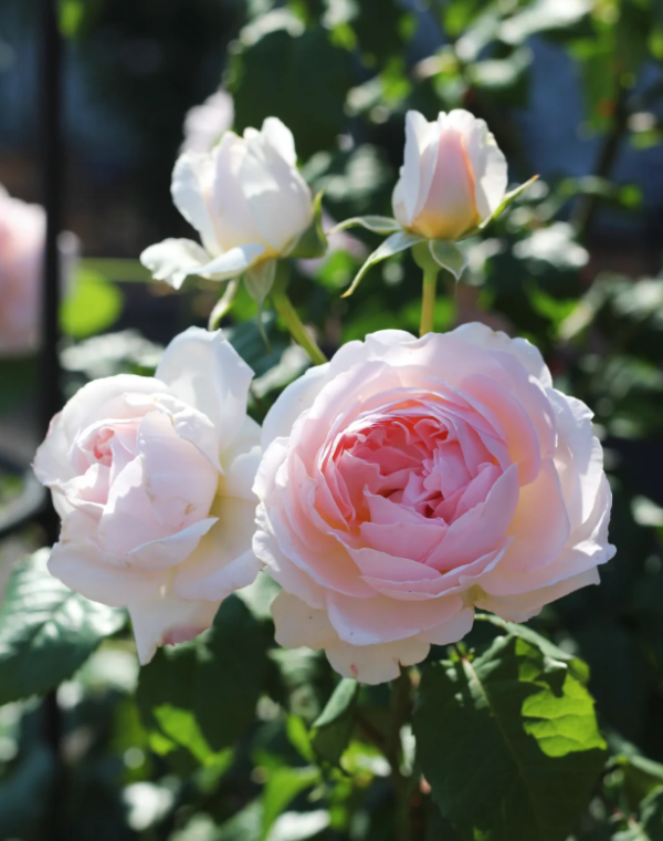 Sharifa Asma Rose plant丨Your roses