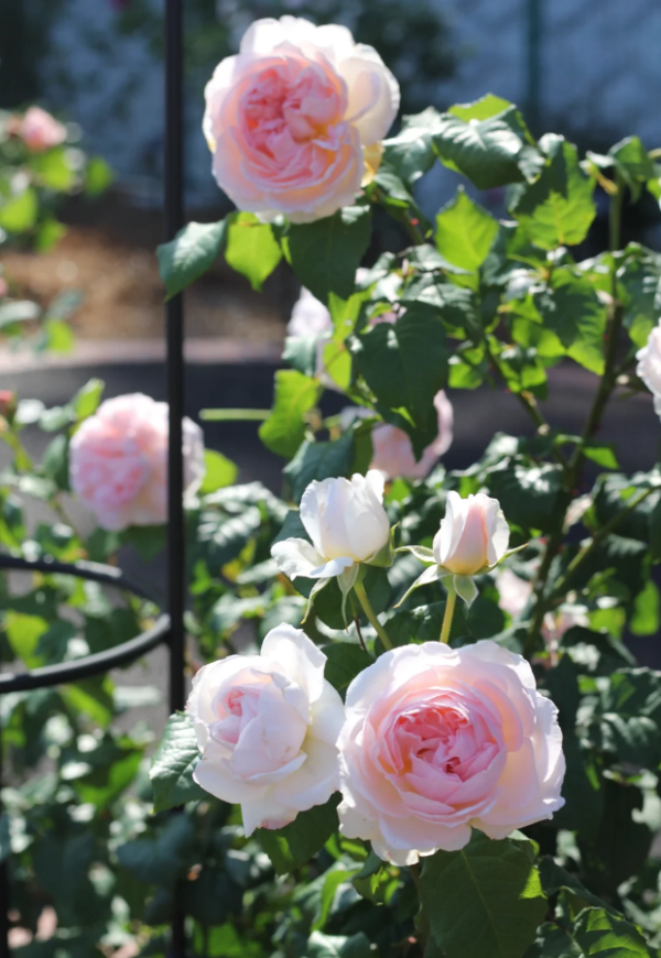 Sharifa Asma Rose for sale丨Your roses