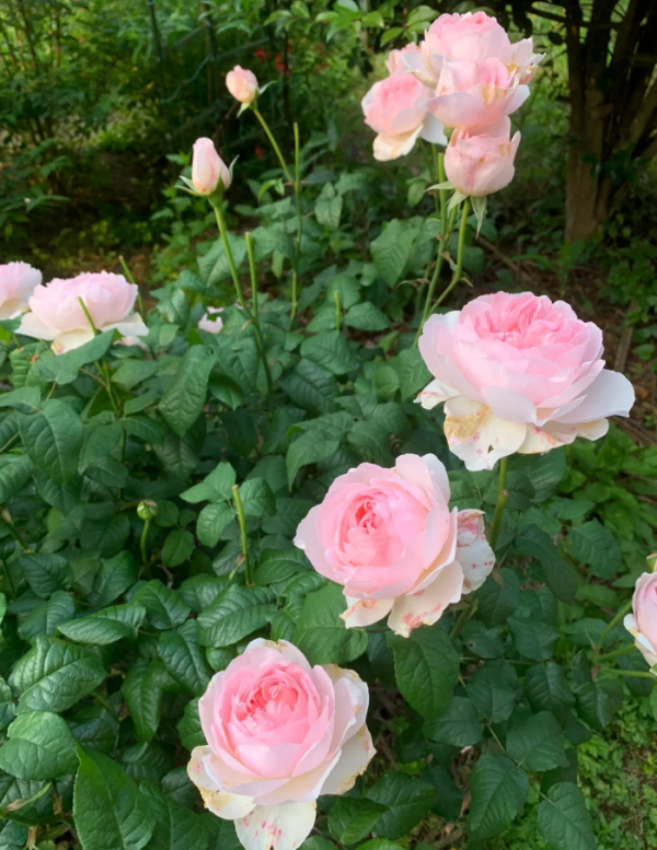 Sharifa Asma Roses丨Your roses