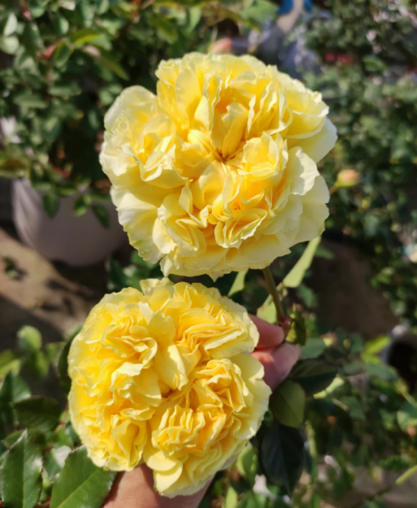 Sicilienne Rose丨Your roses