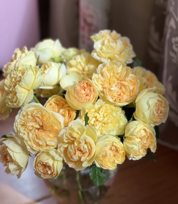 Rose Sicilienne丨Your roses