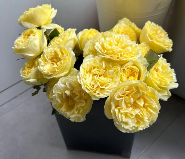 Sicilienne Rose for sale丨Your roses