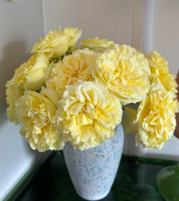 Sicilienne Rose plant丨Your roses