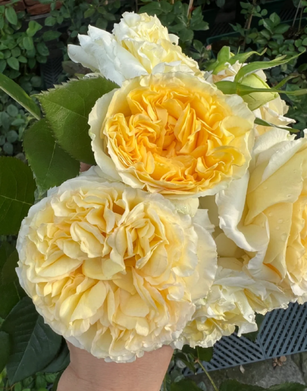 Sicilienne Roses丨Your roses