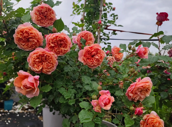 Silk Road Rose for sale丨Your roses