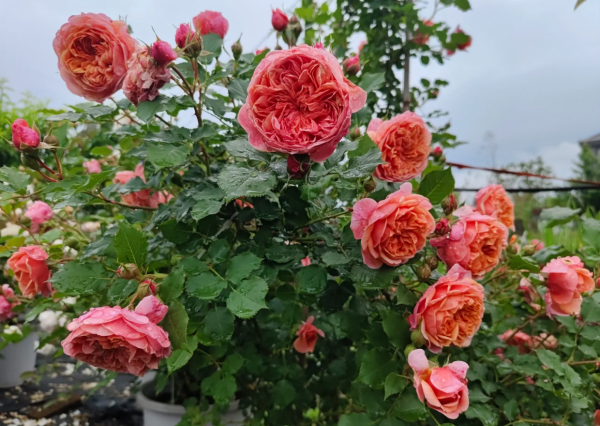 Silk Road Roses丨Your roses