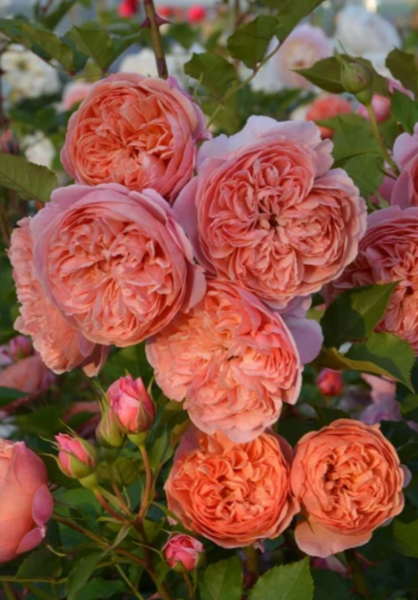 Silk Road Rose Plant丨Your roses