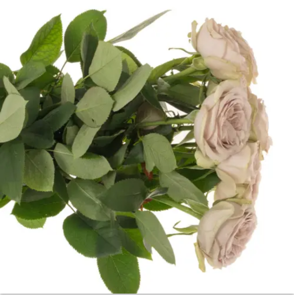 Silvermine Rose丨Your roses