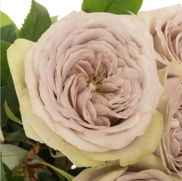 Silvermine Rose for sale丨Your roses