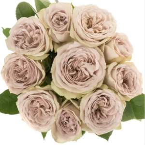 Silvermine Rose丨Your roses