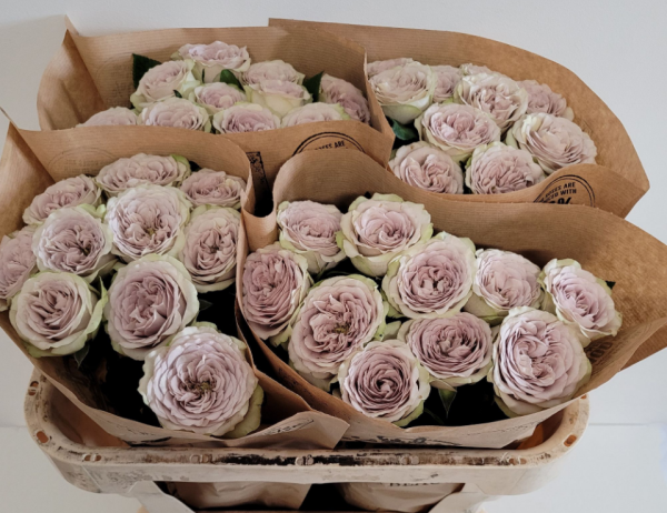 Silvermine Rose plant丨Your roses