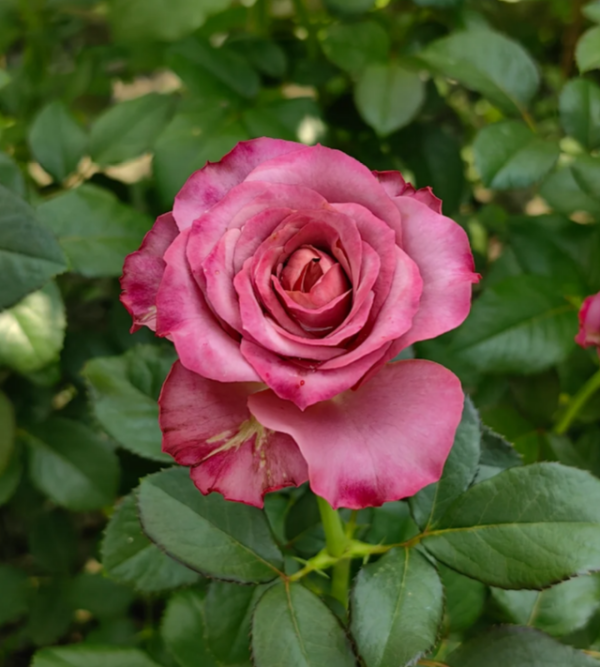 Single Malt Roses丨Your roses