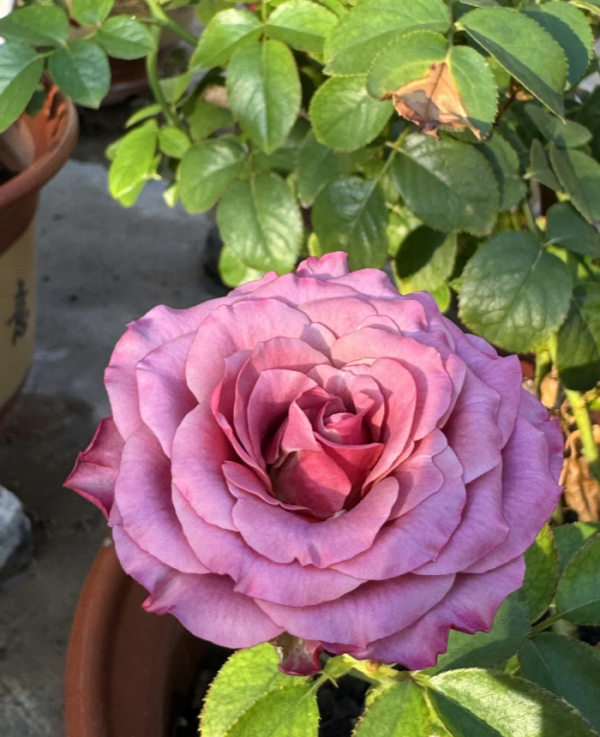 Single Malt Rose for sale丨Your roses