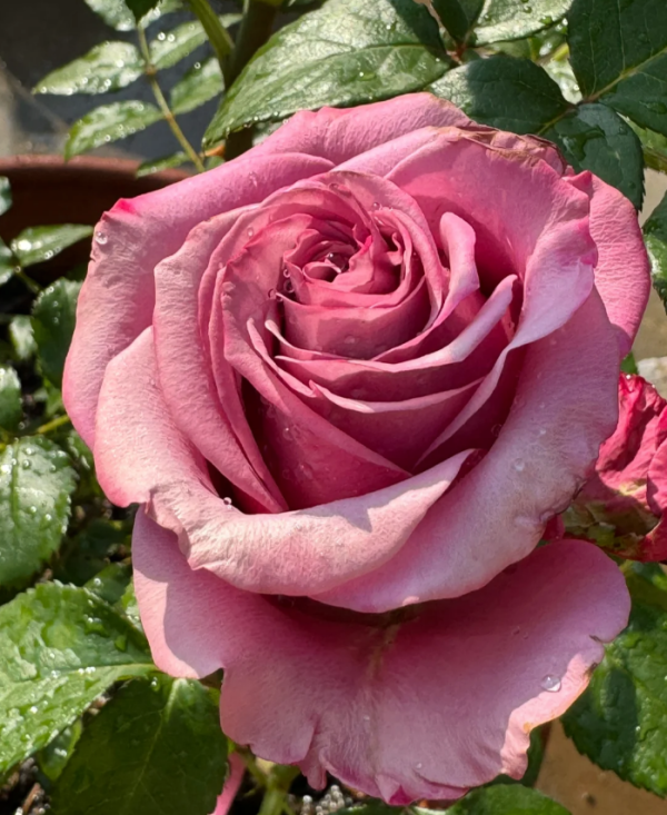 Single Malt Rose plant丨Your roses