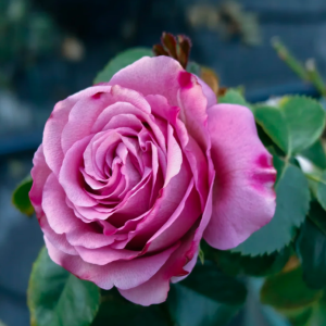 Single Malt Rose丨Your roses