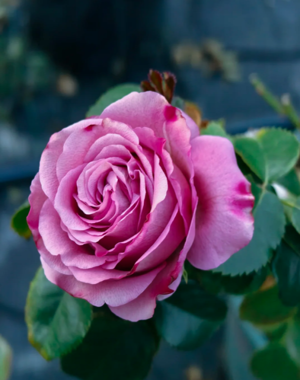 Single Malt Rose丨Your roses