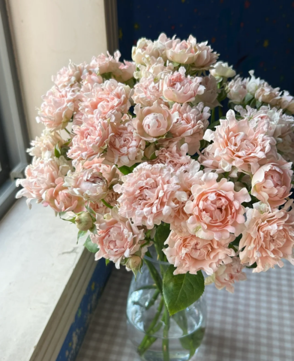 Sofine Rose plant丨Your roses