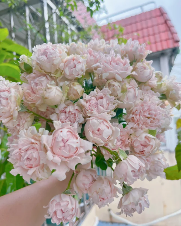 Rose Sofine丨Your roses