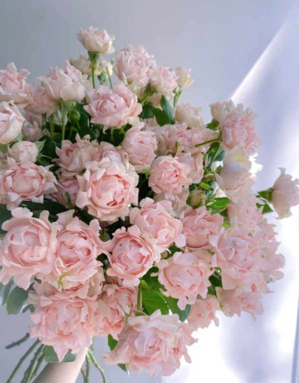 Sofine Roses丨Your roses