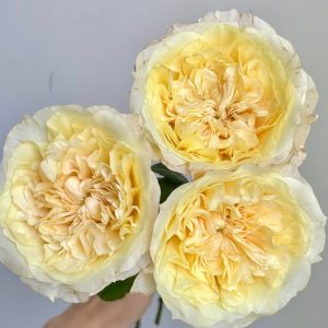 Souffle Rose丨Your roses
