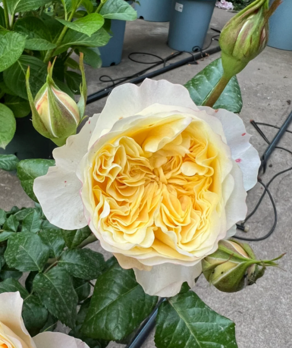 Souffle Rose丨Your roses