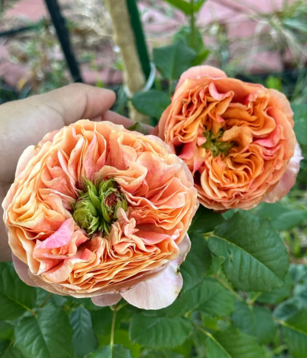 South Park Rose for sale丨Your roses